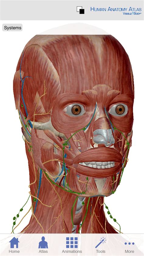 Anatomy 3D Atlas 2025